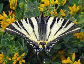 harmony butterfly