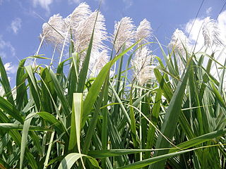  Flowers of sugar cane 