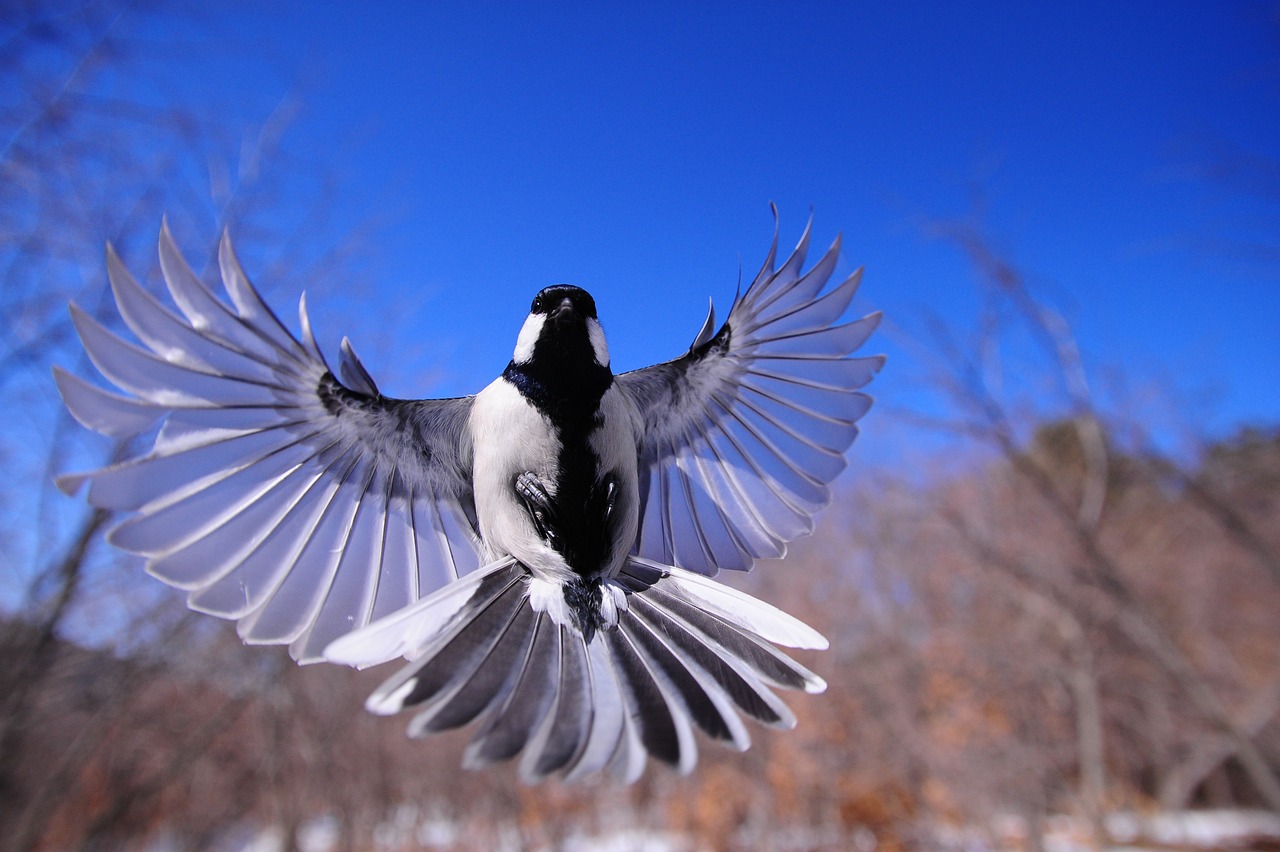 Novelty in flight and experience brings new awareness