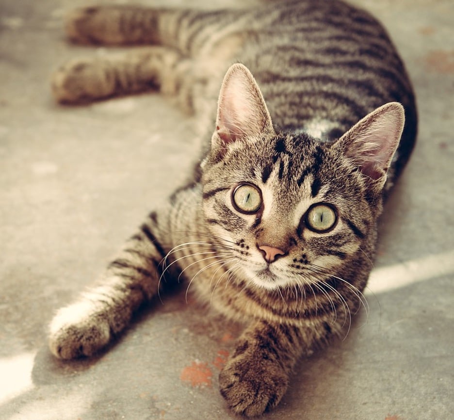 404 Cat