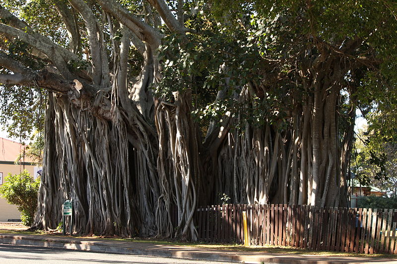 800px-Banyan tree Cleveland