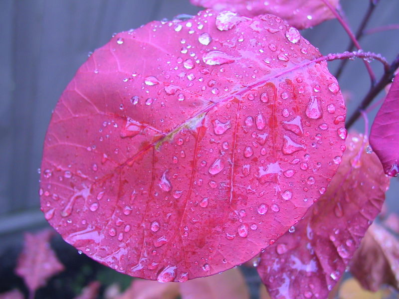 800px-Rain on a smoke tree leaf