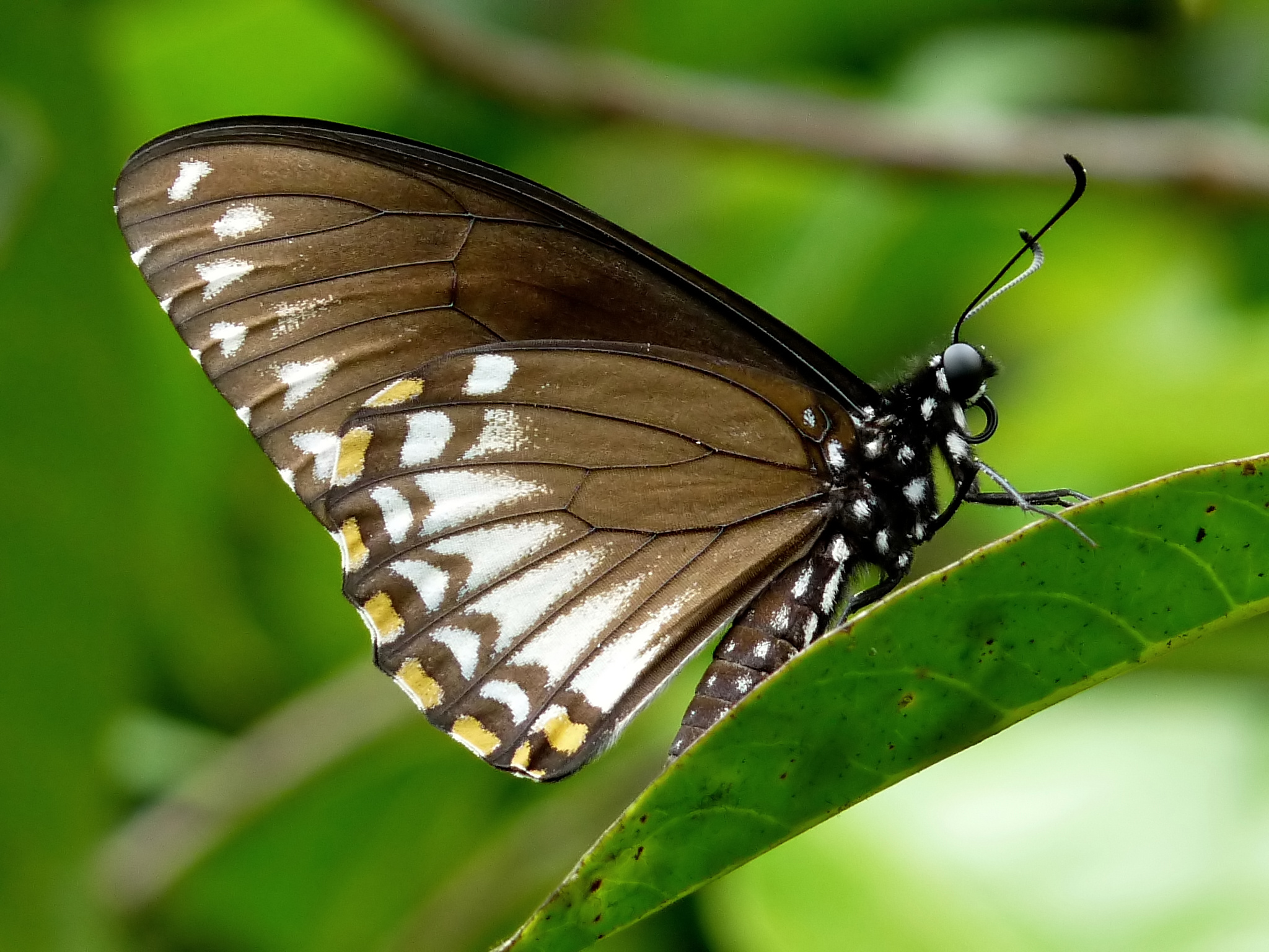 Common butterfly Mime Papilio clytia Form clytia by kadavoor