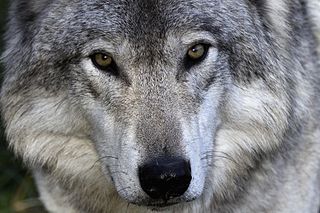 Grey wolf