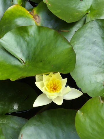 Depth psychotherapy for midlife women