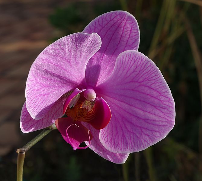 Phalaenopsis amabilis FR 2012