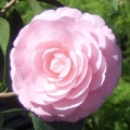 PinkPerfectionCamellia