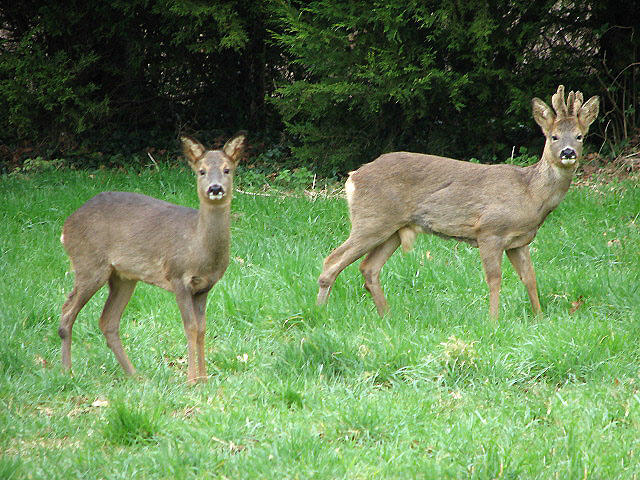 Roe_deer_alert_-_geograph.org.uk_-_702023