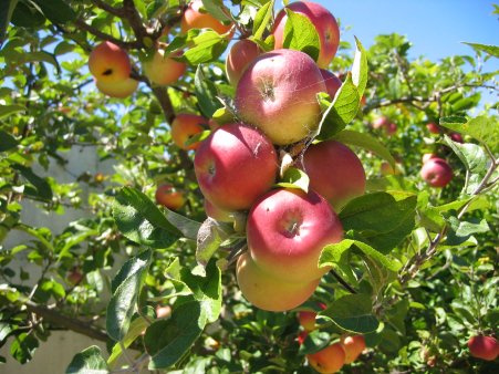 apple-tree-picture-1115