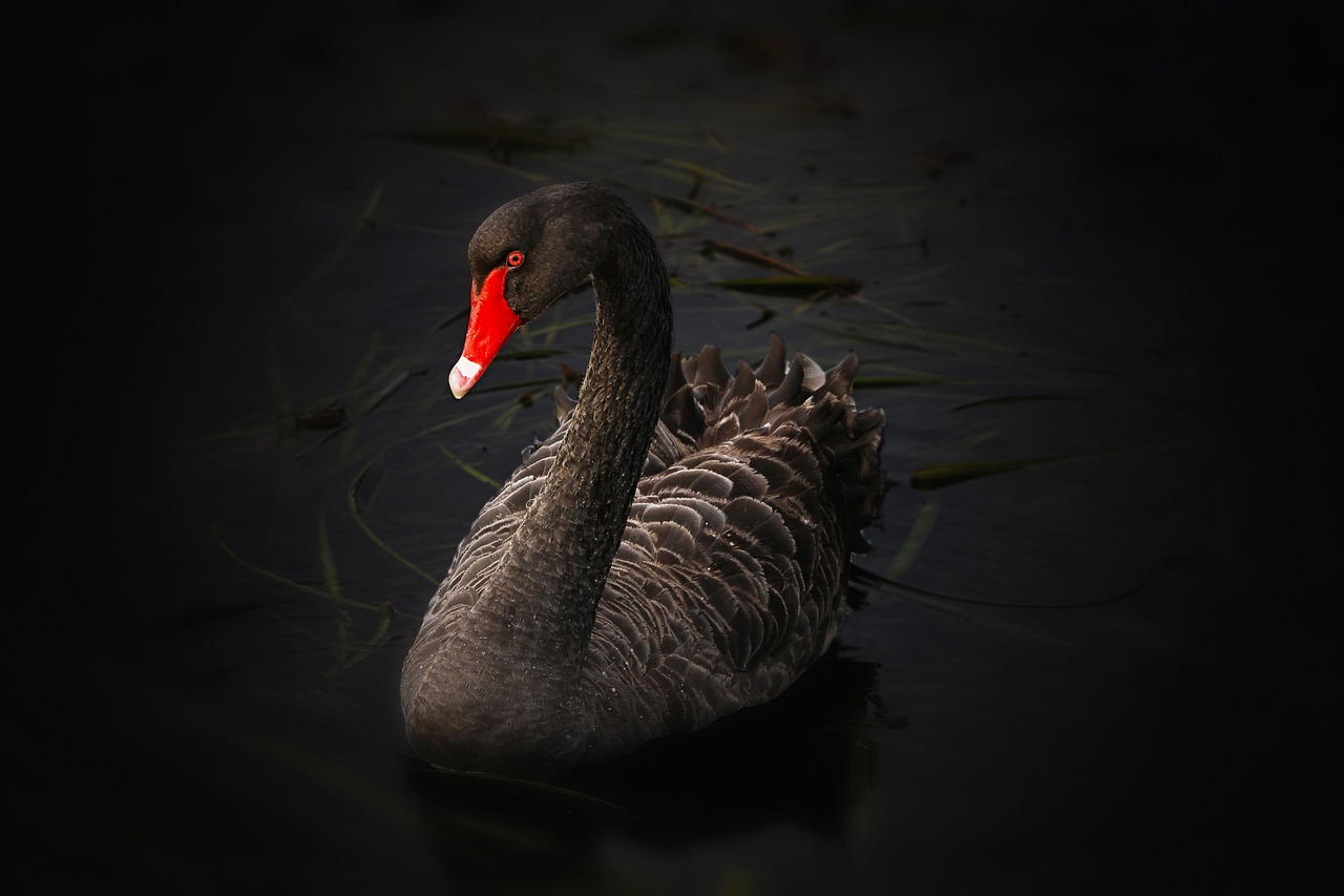 Black Swan film, control and suppressed adult sexuality