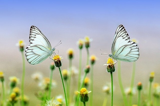 butterflies two