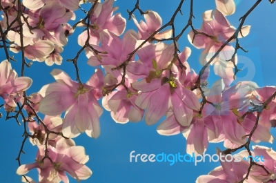 cherry_blossoms