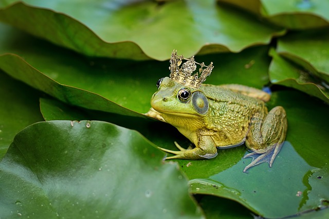 crowned bull frog 2525989 640