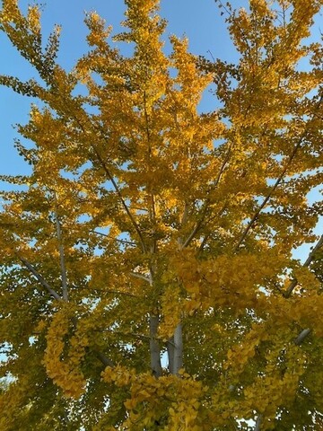 Depth oriented eating disorder recovery begins like strong roots—quiet, essential, unseen, yet nourishes, anchors, and sustains.