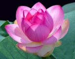 lotus-blossom