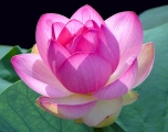 lotus-blossom