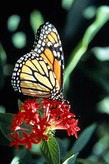 monarch_butterfly_on_flowerm