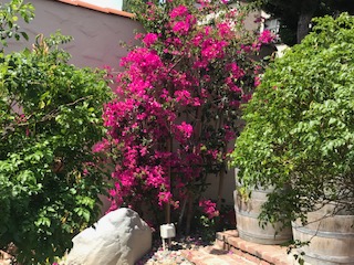 my bouganvillea IMG 2465