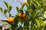 orange-tree