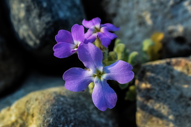 purple wildflower