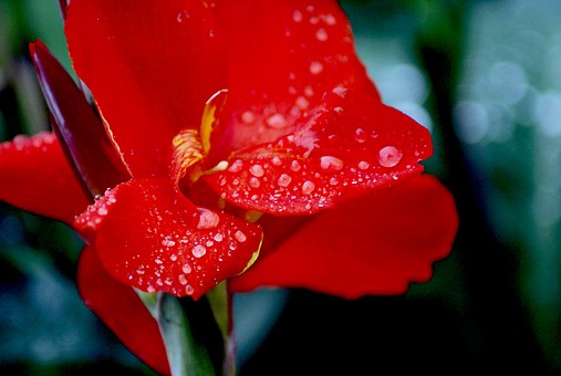 rain on flower