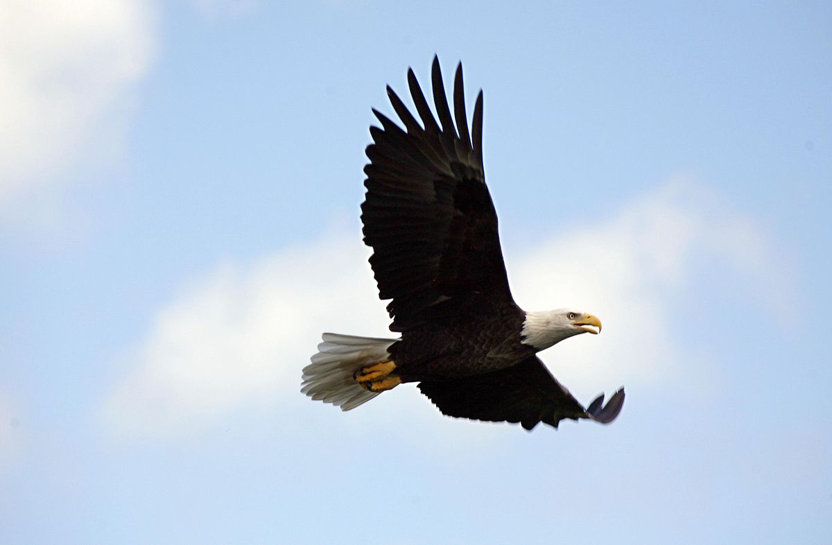 soaring eagle NASA photo