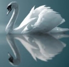 swan