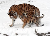 Fierceness and Tenderness in Eating Disorder Recovery