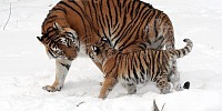 Fierceness and Tenderness in Eating Disorder Recovery