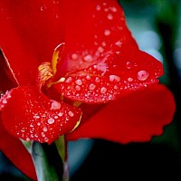 rain on flower