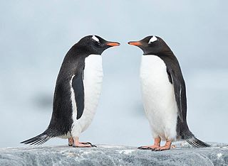 two penguins Hello Hello 8380162047