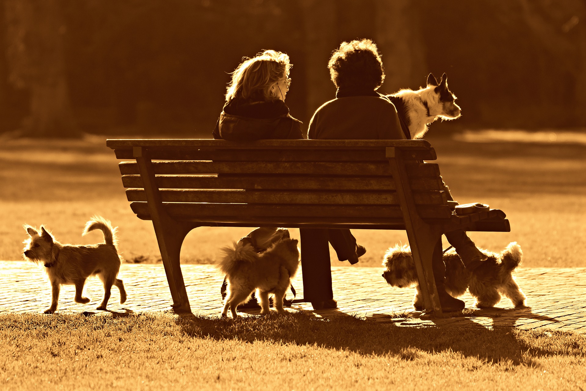 two women and dogs at beach