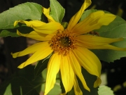 wilting_flower