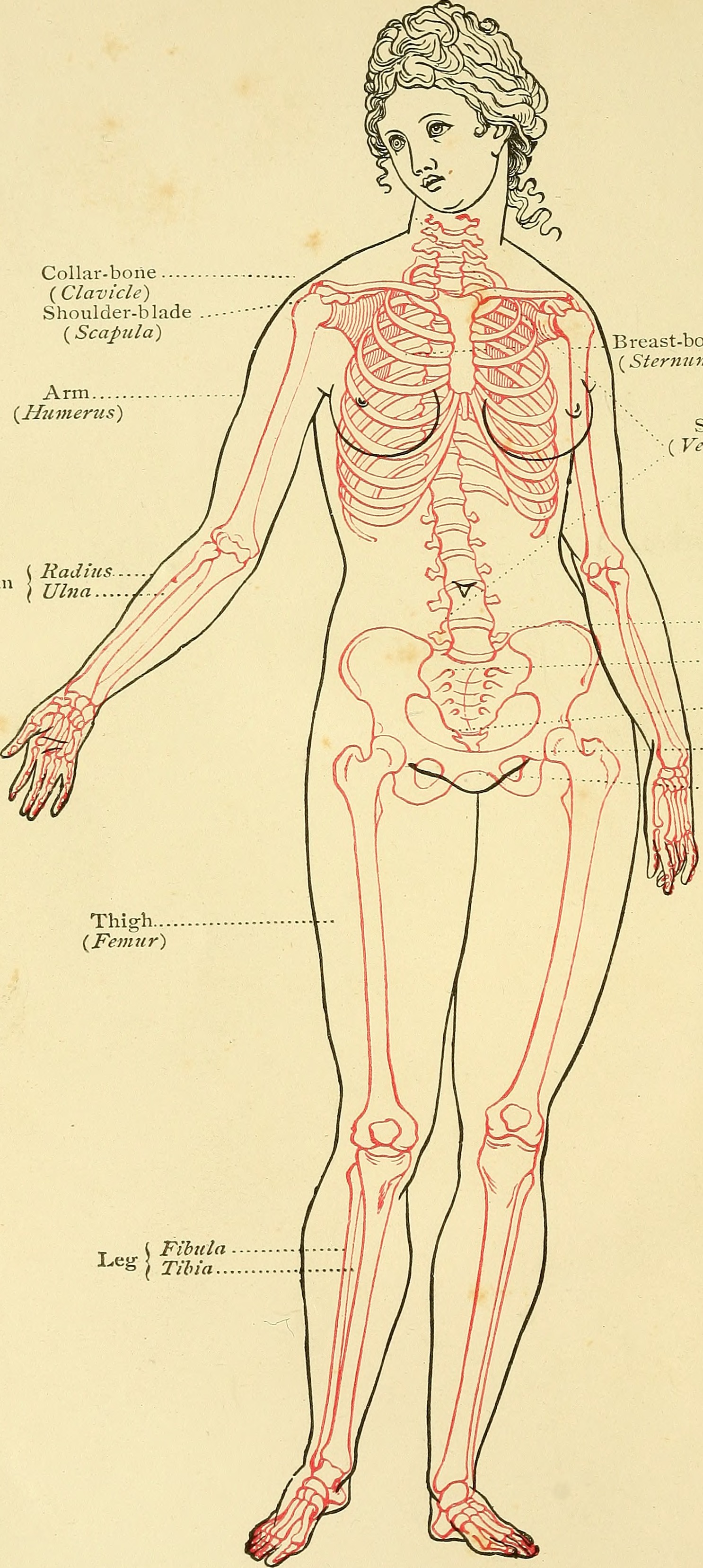 woman skeleton and frame 